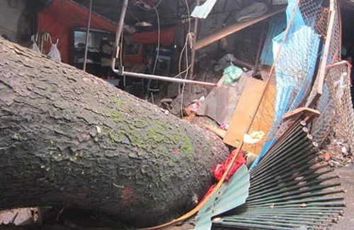 Mưa lốc lớn, cây đổ đè chết người