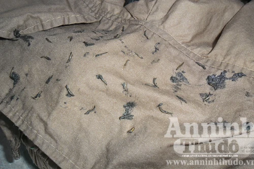 Sinh vật lạ trong quần áo… là ruồi giả ong