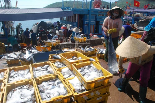 "Sát nách" giàn khoan Trung Quốc, ngư dân Quảng Ngãi trúng đậm cá