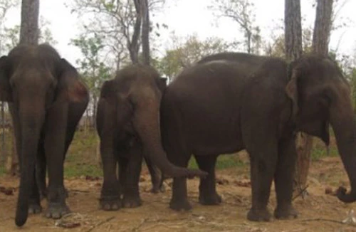 Voi rừng tấn công nhà dân đêm Giao thừa