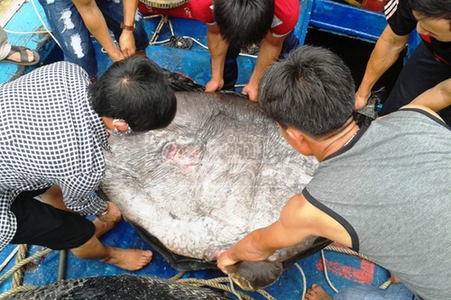 Ngư dân trao tặng cá mặt trăng quý hiếm nặng 120 kg