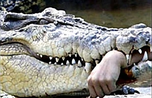 Cho cá sấu ăn, một phụ nữ bị cắn cụt tay