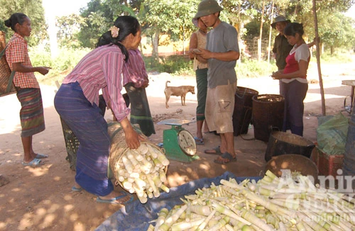 Phiên chợ măng rừng miền sơn cước