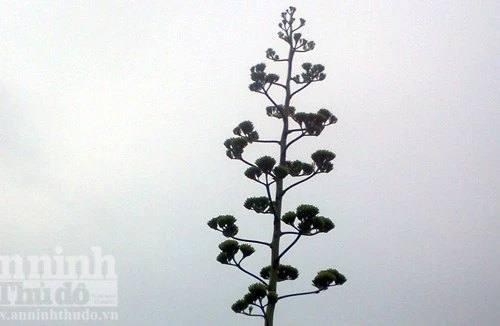 Kỳ lạ cây dứa ngô trổ hoa cao gần 10 mét