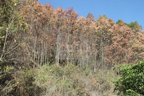 Nắng nóng khủng khiếp nhất 20 năm qua, Phú Yên công bố thiên tai trên toàn tỉnh