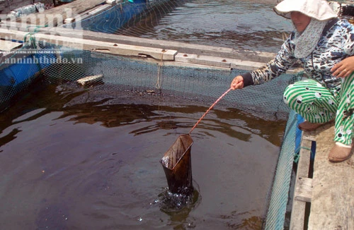 Tràn dầu trên biển Quy Nhơn, hàng chục ngư dân đang điêu đứng