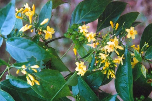 Ăn nhầm lá ngón một bé trai tử vong