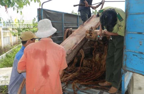 Bí thư huyện ủy Sơn Tây thừa nhận việc tập kết gỗ quý tại nhà riêng