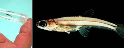 10 loài động vật “tí hon” trên thế giới