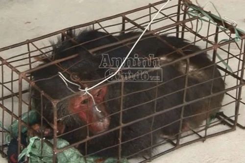 Bị bắt khi đang vận chuyển trái phép 3 con khỉ mặt đỏ