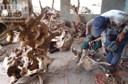 Người dân đổ xô đào núi “săn” gốc xá xị