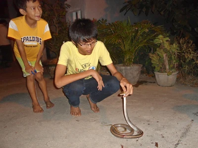 Xác định loài rắn bò vào nhà dân gây hoang mang