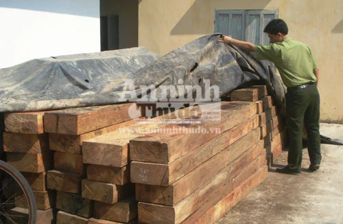 Tước giấy phép lái xe 6 tháng vì vận chuyển gỗ lậu