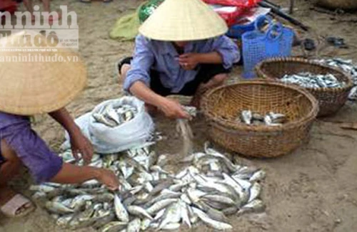 Suýt mất mạng vì nhậu cá nóc