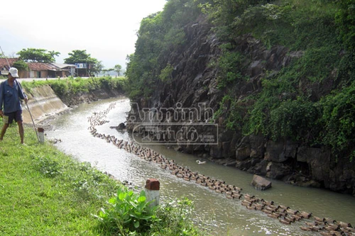 Phú Yên: Xuất hiện cúm gia cầm, vịt, gà chết hàng loạt