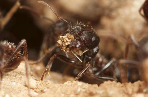 Loài kiến là giải pháp cho sự… nóng lên toàn cầu?