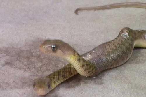 Rắn hai đầu xuất hiện ở Ấn Độ