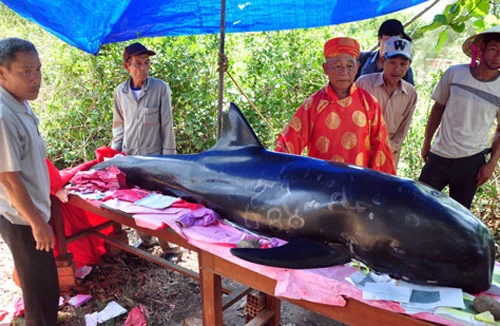 Chịu lỗ hàng chục triệu đồng, đưa cá voi 5 tấn về đất liền an táng