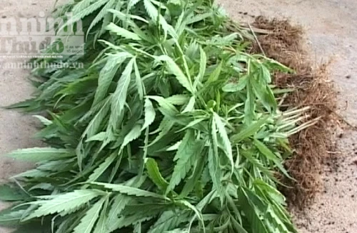 Phát hiện trang trại lén trồng cây cần sa