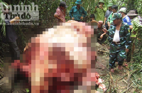 Truy tìm thủ phạm giết và xẻ thịt voi rừng