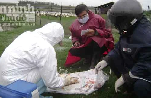 Khẩn trương khống chế dịch cúm gia cầm