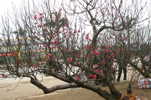 Đào, quất Tết chuẩn bị "bung hàng"... hốt bạc