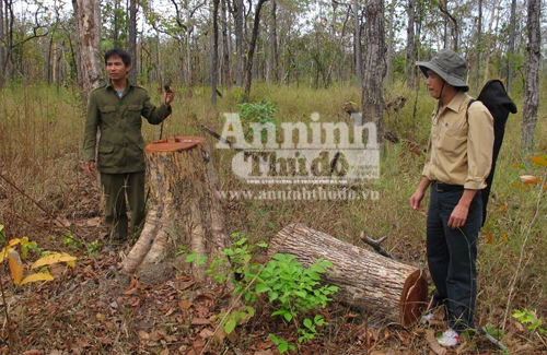 Rừng Yok Đôn: “Hết nạc…lâm tặc vạc đến tận xương!”