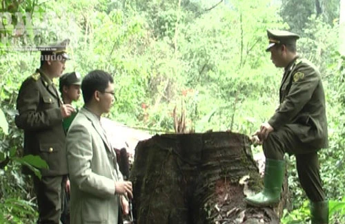 Triệt hạ gỗ nghiến vài trăm tuổi để lấy... thớt bán qua biên giới
