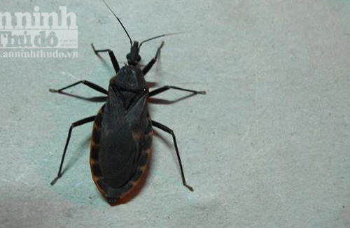 Lại bắt được bọ xít hút máu người ở Quy Nhơn