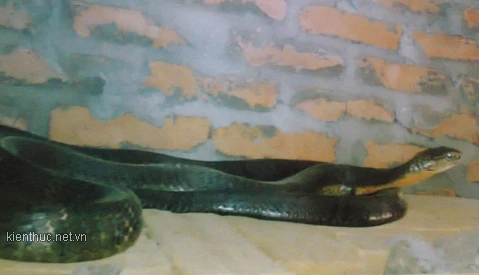 Thực hư chuyện "rắn thần" báo oán ở Sơn La 