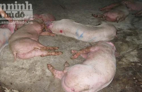 Cán bộ thú y làm ngơ để lò mổ giết thịt lợn nhiễm bệnh