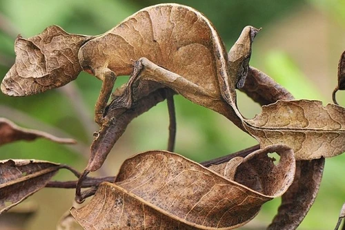 Bậc thầy của ngụy trang trong thiên nhiên