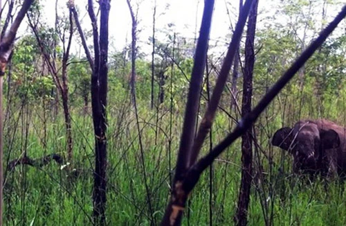 Thả voi bị thương do dính bẫy về với rừng