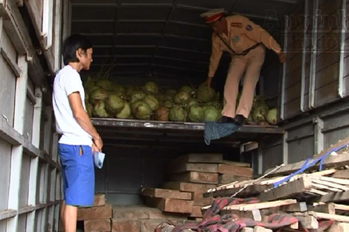 Ngụy trang gỗ lậu bằng dừa và mía