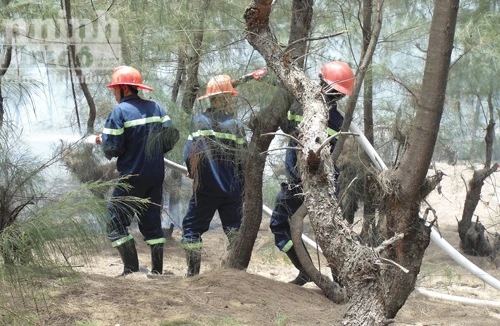 Liên tục cháy rừng phòng hộ ven biển, rừng tái sinh