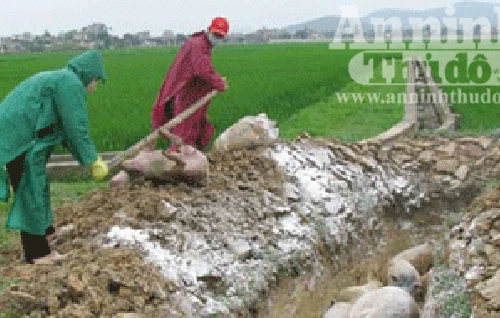 Chủ tịch tỉnh yêu cầu tập trung chống dịch lợn tai xanh