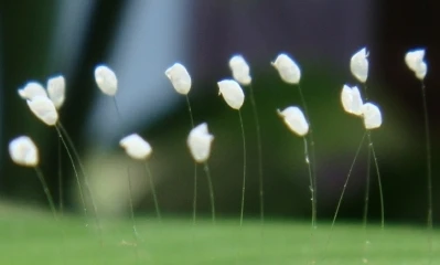 Hoa "3.000 năm mới nở" thực chất là một loại nấm?