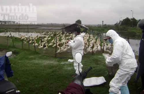 Quảng Trị tiêu huỷ trên 8.500 con gia cầm nhiễm bệnh