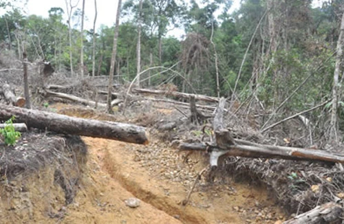 Chùm ảnh: Lâm tặc ngang nhiên vận chuyển gỗ lậu