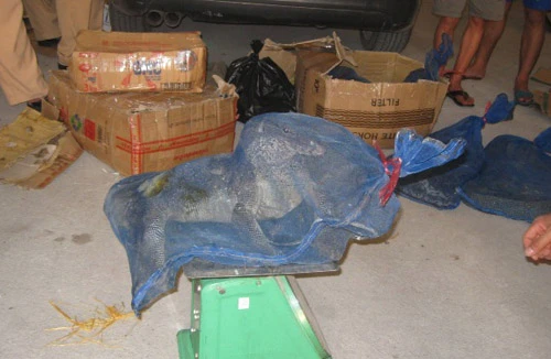 Buôn lậu tháo chạy bỏ lại 124kg động vật hoang dã
