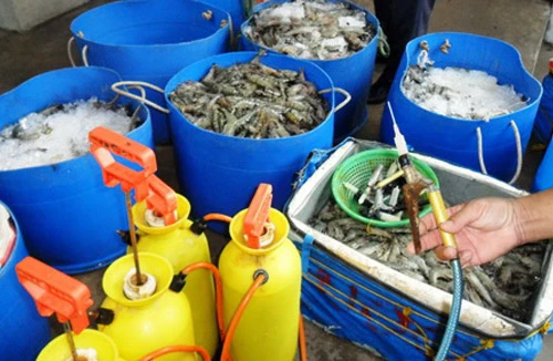 Bắt quả tang một cơ sở bơm tạp chất vào tôm sú