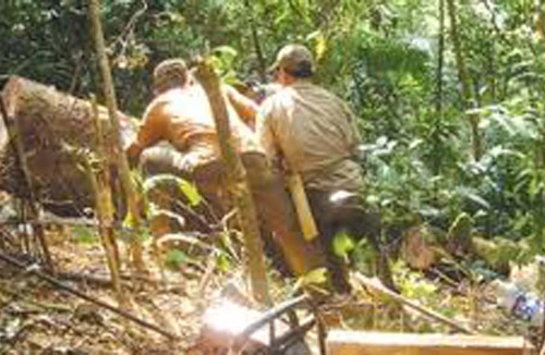 Buôn lậu gỗ, dùng bình chữa cháy tấn công… lực lượng liên ngành