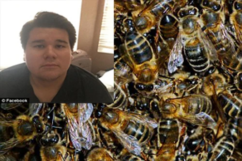 Tử vong vì bị bầy ong tấn công