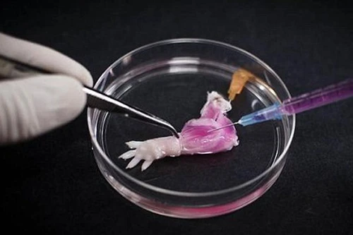 Chế tạo chi sinh học trong phòng thí nghiệm