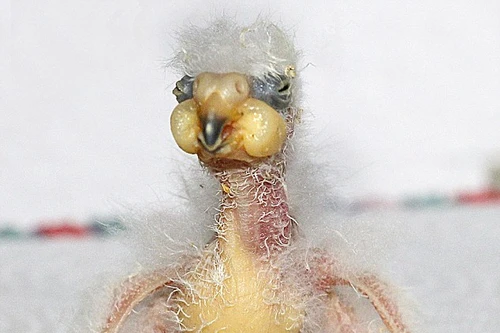 Chú vẹt con xấu xí nhất thế giới