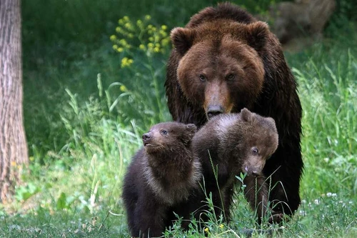 Gia đình gấu "tiệc tùng", uống cạn 100 lon bia