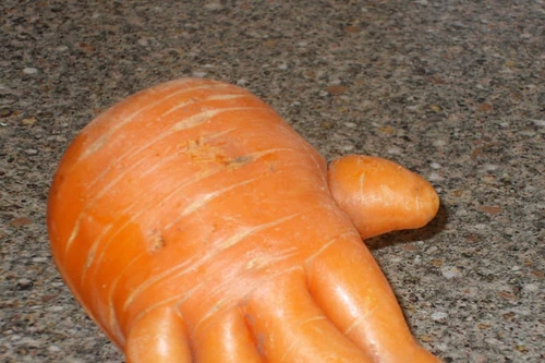 Hoảng hốt phát hiện củ cà rốt hình bàn tay người