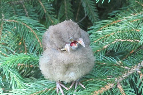 Giật mình phát hiện chú chim 2 đầu, 3 mỏ