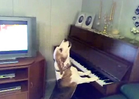 Thích thú với chú chó vừa đánh piano vừa hát