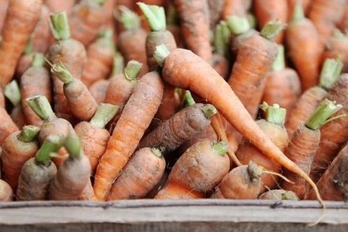 Tìm lại được nhẫn cưới tại vườn cà rốt sau 16 năm